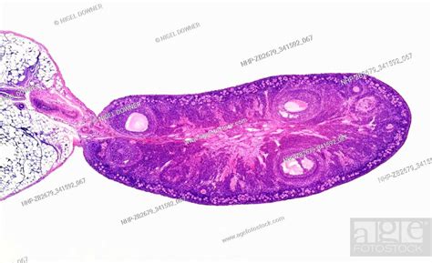 Light Micrograph Transverse Section Through The Ovary Of A Rat Showing