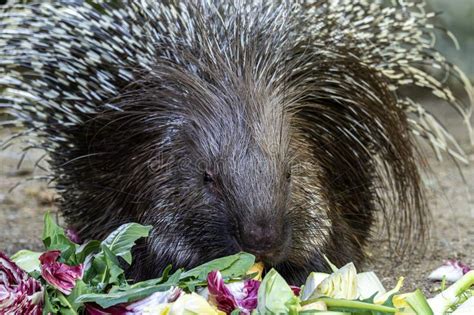 Indian Crested Porcupine Hystrix Indica In A German Nature Park Stock