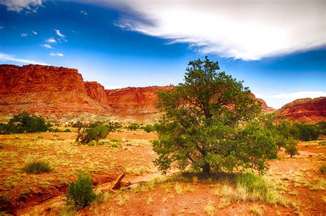 Pine Tree In Utah Wilderness Free Stock Photo Public Domain Pictures