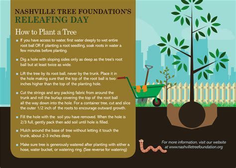 How To Plant A Tree — Nashville Tree Foundation