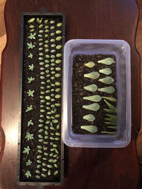 Propagating succulents! : r/gardening