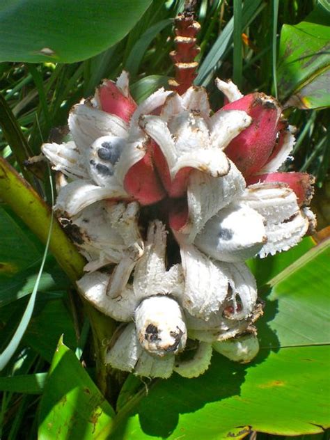 Wild Bananas That Peel Themselves Viva La Raw