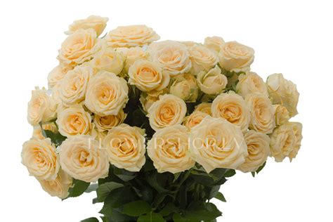 Кустовые Розы кремовые Salinero — купить в Риге на сайте FlowerShop.lv