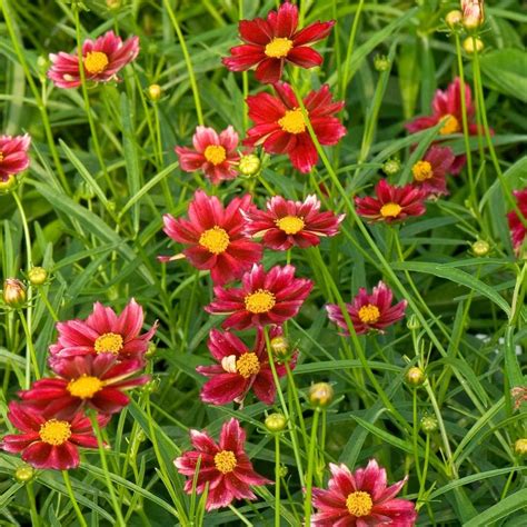 Cutting Garden Perennials | White Flower Farm