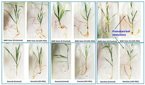 Plants Free Full Text Peg Induced Osmotic Stress Alters Root