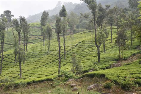 Tea Gardens in India | Stock image | Colourbox