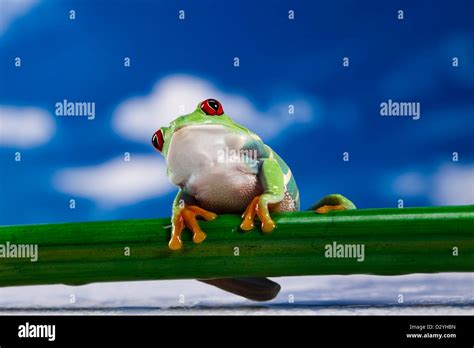 Red Eyed Leaf Frog Stock Photo Alamy