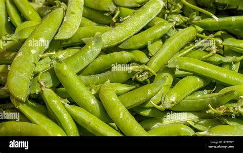 The Green Peas Freshly Displayed On The Basket The Pea Is Most