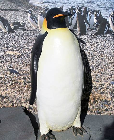 Life Cycle Of An Emperor Penguin For Kids : Today, the emperor penguin