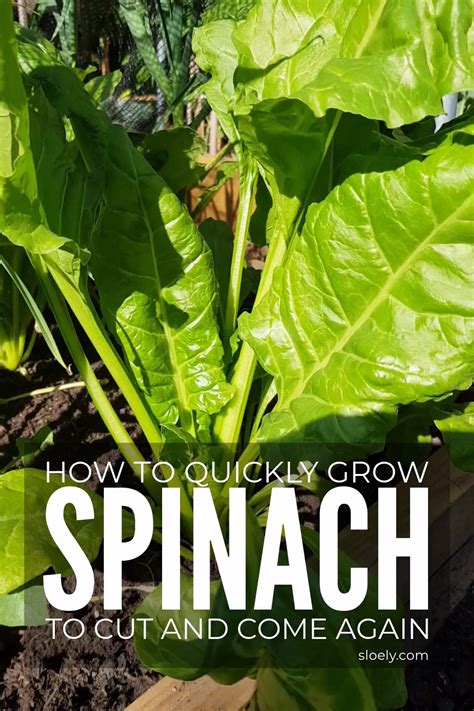 How To Grow Spinach Tips Artofit