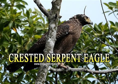 Crested Serpent Eagle At Kuala Selangor Malaysia Bird Watching Asia