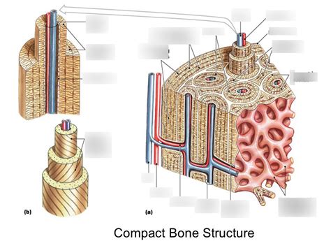 Diagram of Bone Tissue Structure (L.4) | Quizlet