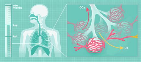 Understanding Your Breath Body In Context Medical Massage Auto