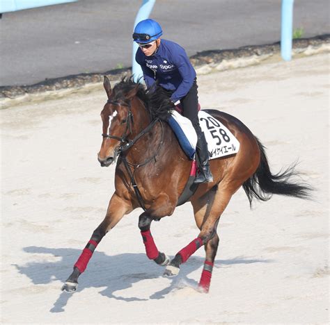 【安田記念】ヴィクトリアm回避メイケイエールは順調に回復 吉田助手「追い切りも予定通り」 競馬写真ニュース 日刊スポーツ