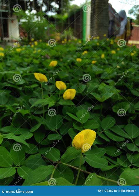 Arachis Duranensis Is An Herbal Plant Found In South America As A