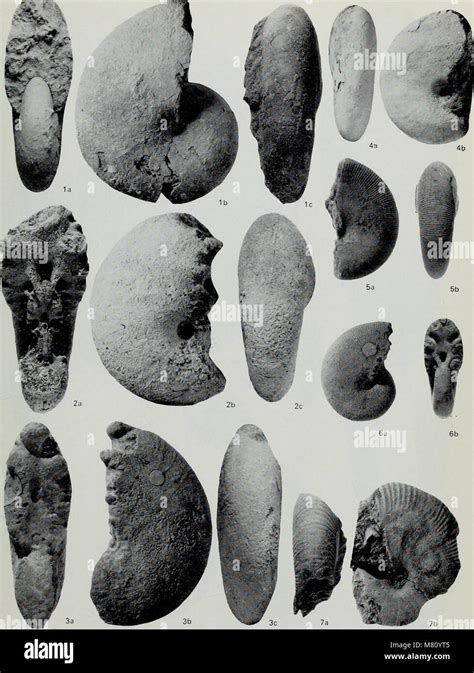 Bulletin Of The British Museum Natural History Geology 1976