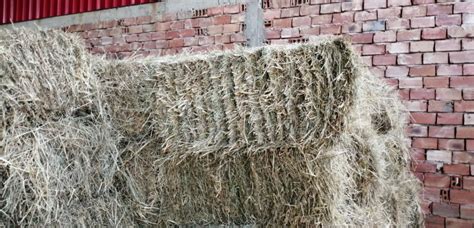 Продавам БАЛИ - СЕНО - 3.50лв – АгроБорса | Agri.BG