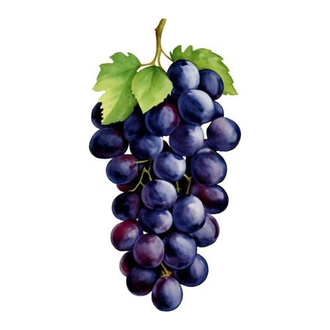 Uvas Moradas Con Hojas Aisladas Ilustraci N De Pintura Dibujada A Mano