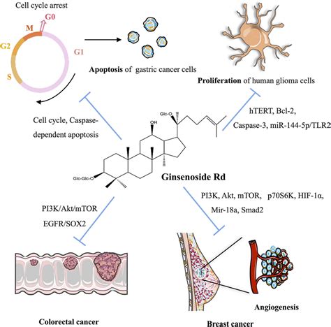 Molecular Mechanism Of Ginsenoside Rd On Anticancer Activity In