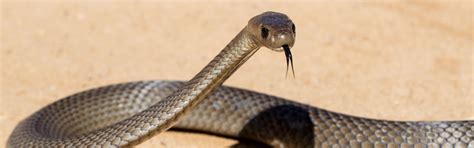 Australian Desert Snakes