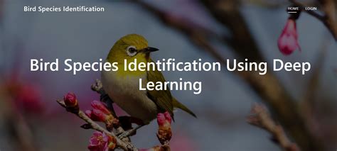 Bird Species Identification Using Deep Learning Jp Infotech