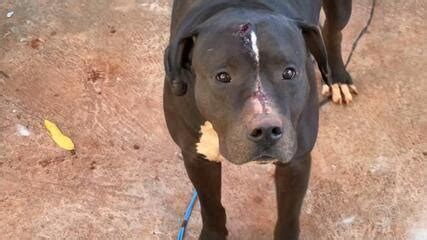 Idosa Morre Ao Ser Mordida No Pesco O Pelo Cachorro Pit Bull Do Filho