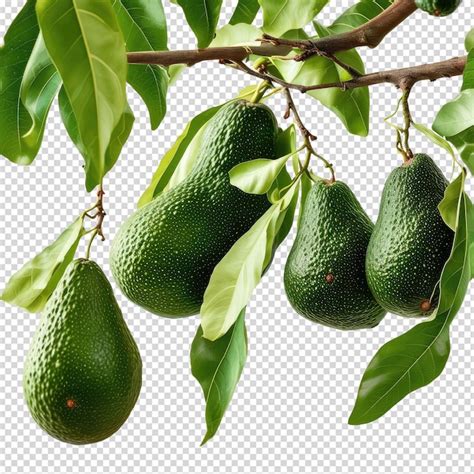 Premium PSD A Set Of Green Avocados On A Branch With A Sticker That