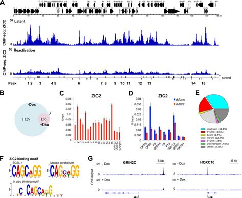 Genome Wide Distribution Of Zic On The Latent Kshv Genome A