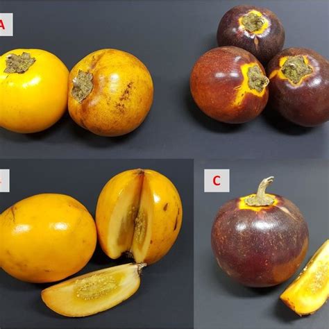 ripe fruits  terung asam  yellow fruit left  purple fruit
