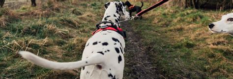 The Ultimate Guide to Dog Walking Gear