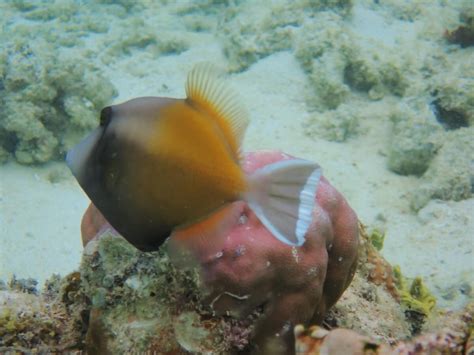 Sufflamen Chrysopterum Halfmoon Triggerfish Snorkeling Report