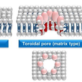 General Mechanism Of Membrane Pore Formation By The Pfts Monomeric