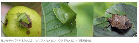 カメムシ大量発生2024理由原因は？地震との関係？どこ？【最新情報】