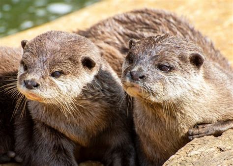 Otter Facts, Types, Diet, Reproduction, Classification, Pictures