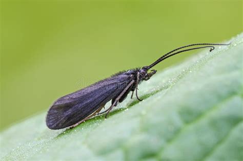 Bushtailed Caddisfly Sitting On A Leaf Stock Image Image Of Caddisfly