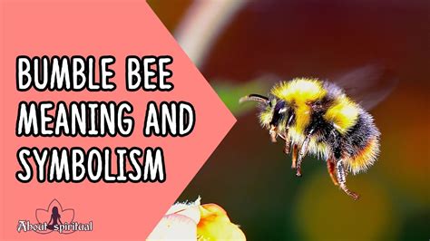 Bumble Bee Meaning And Symbolism Youtube