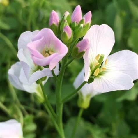 Cuckoo Flower Seeds Plugs Pots Turf Online