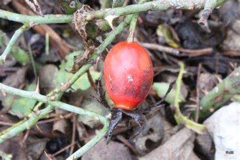 Rosa Dumalis Bechst Plants Of The World Online Kew Science