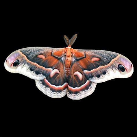 [100+] Cecropia Moth Wallpapers | Wallpapers.com
