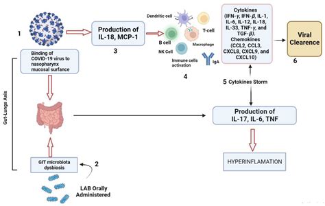 Applied Microbiology Free Full Text Lactic Acid Bacteria As Mucosal