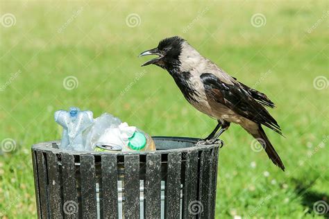 Hungry Crow Eating Garbage From A Trash Bin Stock Photo Image Of