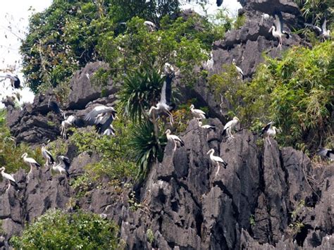 Thung Nham Bird Garden Ninh Binh Entrance Fee Tips Travel Map