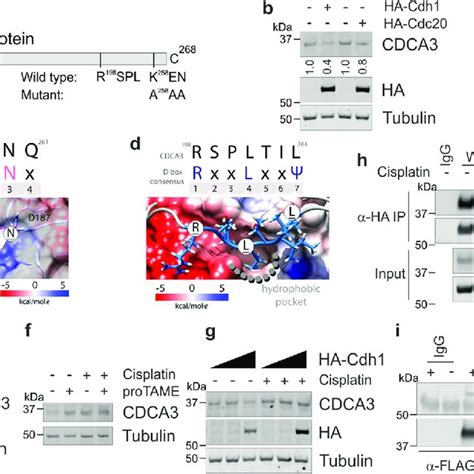 Cdca3 Avoids Apc C Cdh1 Mediated Degradation Following Exposure To Download Scientific Diagram