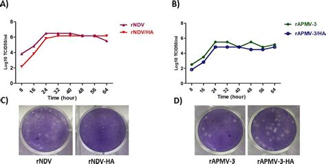 Multicycle Growth Kinetics And Plaque Morphology Of RNDV Or RAPMV 3