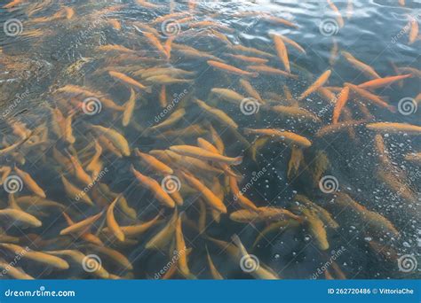 Rainbow Trout Swims in the Water at a Fish Farm Stock Photo - Image of moving, nature: 262720486