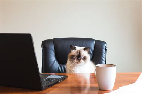 Cat is busy. He's at work. : Awww