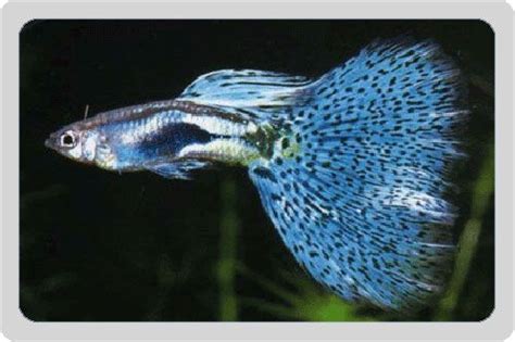 Photo Of Poecilia Reticulata Blue Glass Guppy Fish Guppy Fish Guppy