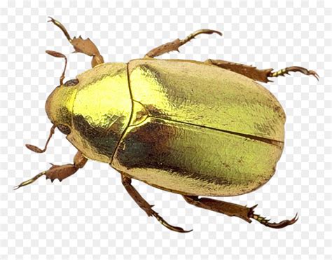 Beetle Png Image Beetle Png Transparent Png Vhv