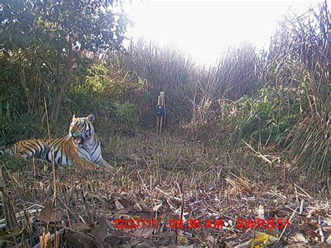 Nepal records remarkable growth in tiger numbers | WWF