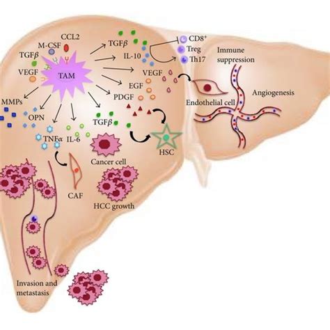 The Roles Of Tumor Associated Macrophages Tams In Liver Cancer Tams